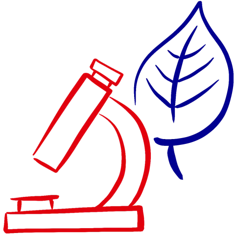 Microscope et feuille d'arbre